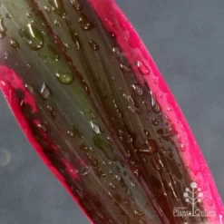 Cordyline Fruticosa John Klass Red -Cheap The Aussie Garden Store apo john klass leaf colour
