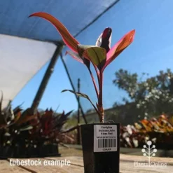 Cordyline Fruticosa John Klass Red -Cheap The Aussie Garden Store apo john klass tubestock blue sky