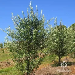 Olive Kalamata 7 Olive Kalamata -Cheap The Aussie Garden Store apo kalamata olives nursery