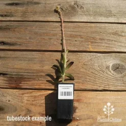 Kalanchoe Tomentosa – Panda Plant - Succulent -Cheap The Aussie Garden Store apo kalanchoe panda plant large size 1