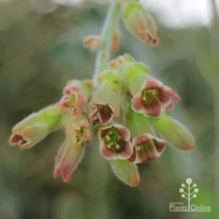 Kalanchoe Tomentosa – Panda Plant - Succulent -Cheap The Aussie Garden Store apo kalanchoe tomentosa flower cluster