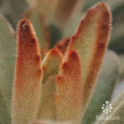 Kalanchoe Tomentosa – Panda Plant - Succulent -Cheap The Aussie Garden Store apo kalanchoe tomentosa furry