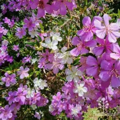 Tibouchina Illusion -Cheap The Aussie Garden Store apo kims illusion flowers
