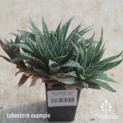Aloe Aristata - Lace Aloe - Succulent -Cheap The Aussie Garden Store apo lace aloe tubestock side