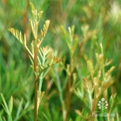 Grevillea Lana Maree -Cheap The Aussie Garden Store apo lana maree gold foliage