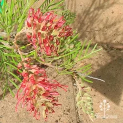 Grevillea Lana Maree -Cheap The Aussie Garden Store apo lana maree grevillea flowers
