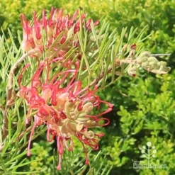 Grevillea Lana Maree -Cheap The Aussie Garden Store apo lana maree grevillea flowers2