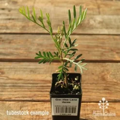 Grevillea Lana Maree -Cheap The Aussie Garden Store apo lana maree tubestock