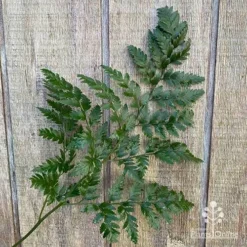 Rumohra Adiantiformis - Leatherleaf Fern -Cheap The Aussie Garden Store apo leather leaf fern