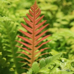 Rumohra Adiantiformis - Leatherleaf Fern -Cheap The Aussie Garden Store apo leatherleaf coloured leaf