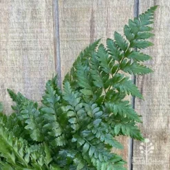 Rumohra Adiantiformis - Leatherleaf Fern -Cheap The Aussie Garden Store apo leatherleaf fern