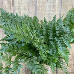 Rumohra Adiantiformis - Leatherleaf Fern -Cheap The Aussie Garden Store apo leatherleaf fern foliage