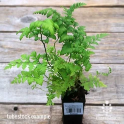 Rumohra Adiantiformis - Leatherleaf Fern -Cheap The Aussie Garden Store apo leatherleaf fern tubestock