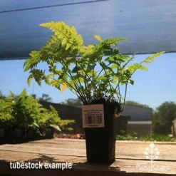 Rumohra Adiantiformis - Leatherleaf Fern -Cheap The Aussie Garden Store apo leatherleaf rumohra tubestock large