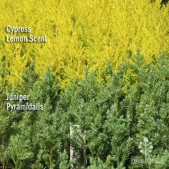 Cupressus Lemon Scent - Lemon Cypress -Cheap The Aussie Garden Store apo lemon cypress juniper pyramidalis
