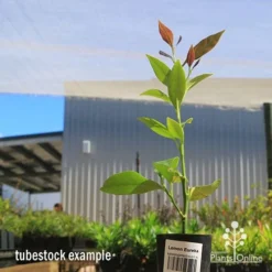 Citrus - Lemon Eureka -Cheap The Aussie Garden Store apo lemon eureka tubestock