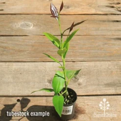 Citrus - Lemon Eureka -Cheap The Aussie Garden Store apo lemon eureka tubestock top