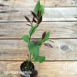 Citrus - Lemon Lisbon -Cheap The Aussie Garden Store apo lemon lisbon tubestock new leaf colour