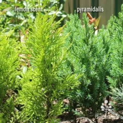 Cupressus Lemon Scent - Lemon Cypress -Cheap The Aussie Garden Store apo lemon scent pyramidalis compare 1