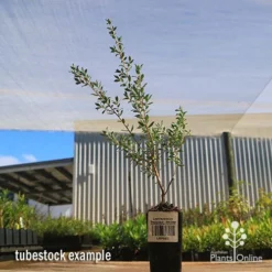 Leptospermum Seclusion - Tea Tree 5 Leptospermum Seclusion - Tea Tree -Cheap The Aussie Garden Store apo leptospermum seclusion tubestock