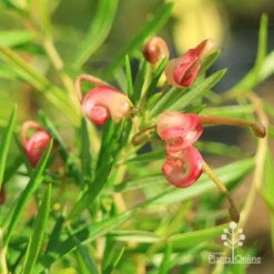 Grevillea Liliane -Cheap The Aussie Garden Store apo liliane flower close