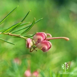 Grevillea Liliane -Cheap The Aussie Garden Store apo liliane flower closeup