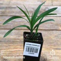 Liriope Amethyst -Cheap The Aussie Garden Store apo liriope amethyst tubestock