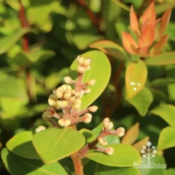 Metrosideros Little Ewan - Dwarf NZ Christmas Bush -Cheap The Aussie Garden Store apo little ewan buds new leaf