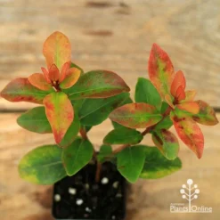 Metrosideros Little Ewan - Dwarf NZ Christmas Bush -Cheap The Aussie Garden Store apo little ewan leaf colour september