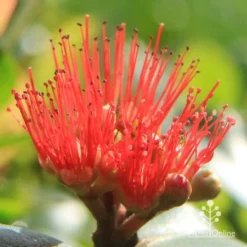 Metrosideros Little Ewan - Dwarf NZ Christmas Bush -Cheap The Aussie Garden Store apo little ewan metrosideros flower