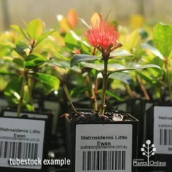 Metrosideros Little Ewan - Dwarf NZ Christmas Bush -Cheap The Aussie Garden Store apo little ewan tubestock in flower