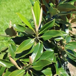 Magnolia Little Gem -Cheap The Aussie Garden Store apo little gem new leaves