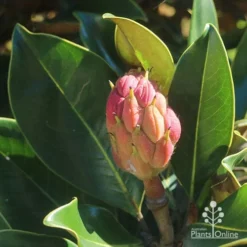 Magnolia Little Gem -Cheap The Aussie Garden Store apo little gem seedcone forming