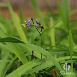 Dianella Little Jess -Cheap The Aussie Garden Store apo little jess dianella flower