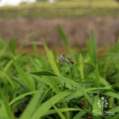 Dianella Little Jess -Cheap The Aussie Garden Store apo little jess dianella plants