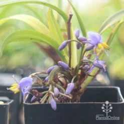 Dianella Little Jess -Cheap The Aussie Garden Store apo little jess flower closeup