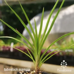 Lomandra Little Pal -Cheap The Aussie Garden Store apo little pal tubestock close