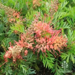 Grevillea Little Robyn -Cheap The Aussie Garden Store apo little robyn flowers and foliage