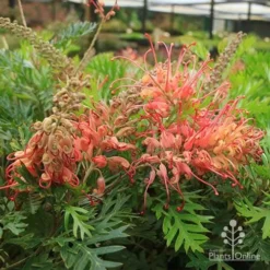 Grevillea Little Robyn -Cheap The Aussie Garden Store apo little robyn flowers nursery