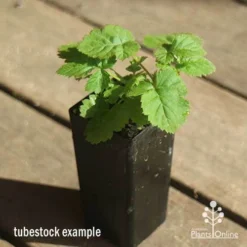 Loganberry -Cheap The Aussie Garden Store apo loganberry tubestock