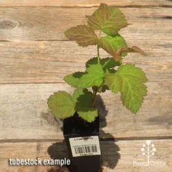 Loganberry -Cheap The Aussie Garden Store apo loganberry tubestock top 1