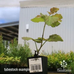Loganberry -Cheap The Aussie Garden Store apo loganberry tubestock 1