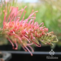 Grevillea Lollypops -Cheap The Aussie Garden Store apo lollypops flower