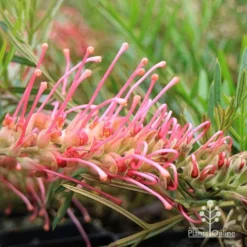 Grevillea Lollypops -Cheap The Aussie Garden Store apo lollypops grevillea flower