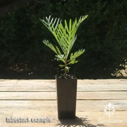 Grevillea Lollypops -Cheap The Aussie Garden Store apo lollypops grevillea tubestock