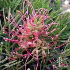 Grevillea Lollypops -Cheap The Aussie Garden Store apo lollypops open