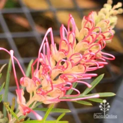 Grevillea Lollypops -Cheap The Aussie Garden Store apo lollypops opening