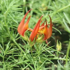 Lotus Red Flash - Parrot's Beak 13 Lotus Red Flash - Parrot's Beak -Cheap The Aussie Garden Store apo lotus