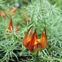 Lotus Red Flash - Parrot's Beak 15 Lotus Red Flash - Parrot's Beak -Cheap The Aussie Garden Store apo lotus flower