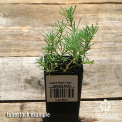 Lotus Red Flash - Parrot's Beak 10 Lotus Red Flash - Parrot's Beak -Cheap The Aussie Garden Store apo lotus tubestock top